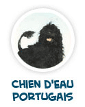 lire sur le chien d'eau portugais