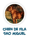 lire sur le chien des A�ores
