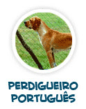 para a p�gina dos c�es Perdigueiro