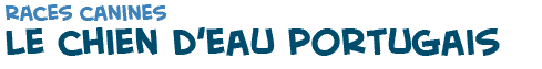 titre du texte sur les chiens d'eau portugais