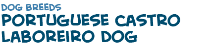 title of the page about the Portuguese dog Castro Laboreiro