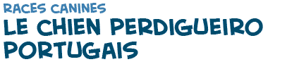 titre du texte sur les chiens Perdigueiro portugais