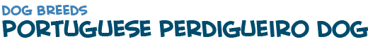 title of the page about the Portuguese pointer dog
