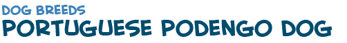 title of the page about the Portuguese dog podengo, a star dog breed in Hollywood films