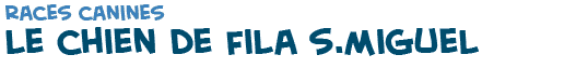 titre du texte sur les chiens de Fila ou des A�ores