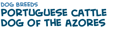 title of the page about the Portuguese cattle dog of the Azores