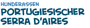 Titel der Seite - Der Portugiesische Serra d'Aires Hund
