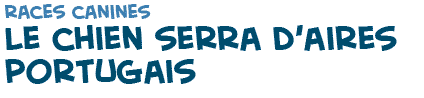titre du texte sur les chiens Serra d'Aires