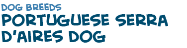 title of the page about the Portuguese dog Serra Aires