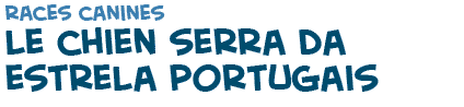 titre du texte sur les chiens Serra de Estrela