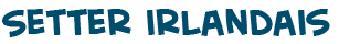 titre du texte sur le chien Setter irlandais