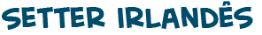 t�tulo do texto sobre o c�o Setter irland�s