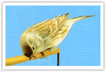 foto de can&aacute;rio