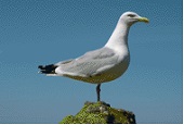 seagull