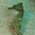 Flat-faced seahorse