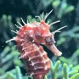 Long-snouted seahorse
