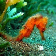 Seahorse