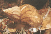 Hornschnecke