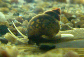 Wasserlebende Schnecke