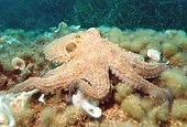 common octopus