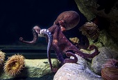 Giant Pacific octopus