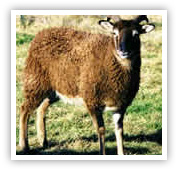 photo of sheep