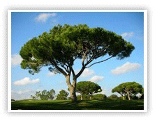 foto von einer Pinie