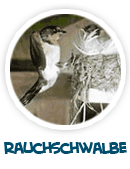 Rauchschwalbe