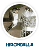 hirondelle