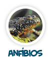 para p�gina sobre os anf�bios
