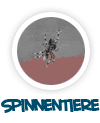 nach Spinnentieren