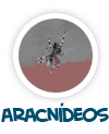 para p�gina sobre os aracn�deos