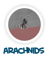 go to arachnids
