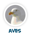 para p�gina sobre as aves