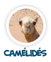 vers la page des cam�lid�s