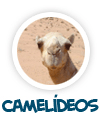 camel�deos