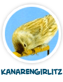Kanarengirlitz