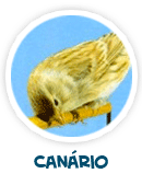can&aacute;rio