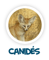 vers la page des canid�s