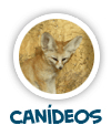 can�deos