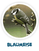 Blaumeise