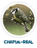 chapim-real