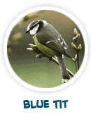 blue tit