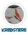 nach Krebstieren