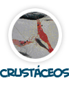 para p�gina sobre os crust�ceos