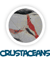 go to crustaceans