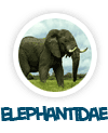 go to elephantidae