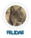 go to felidae