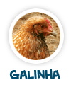 para p�gina sobre a galinha