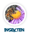 nach Insekten
